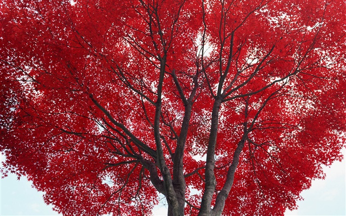 ツリー、紅葉、秋 壁紙 ピクチャー