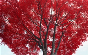 ツリー、紅葉、秋