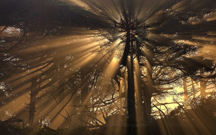 木、森林、太陽の光 壁紙 ピクチャー