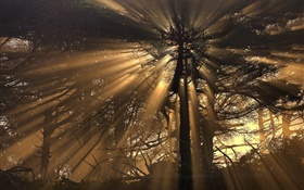 木、森林、太陽の光 HDの壁紙
