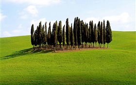 木、草、イタリア HDの壁紙