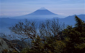 木、朝、富士山、日本 HDの壁紙