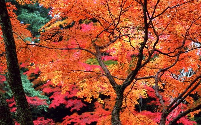 木、赤い葉、小枝、秋の自然の風景 壁紙 ピクチャー