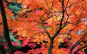 木、赤い葉、小枝、秋の自然の風景