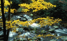 木、黄色の葉、ストリーム、石、秋 HDの壁紙