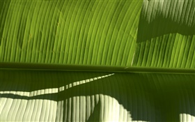 熱帯植物の緑の葉