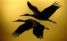 二羽の鳥飛行、日没 HDの壁紙