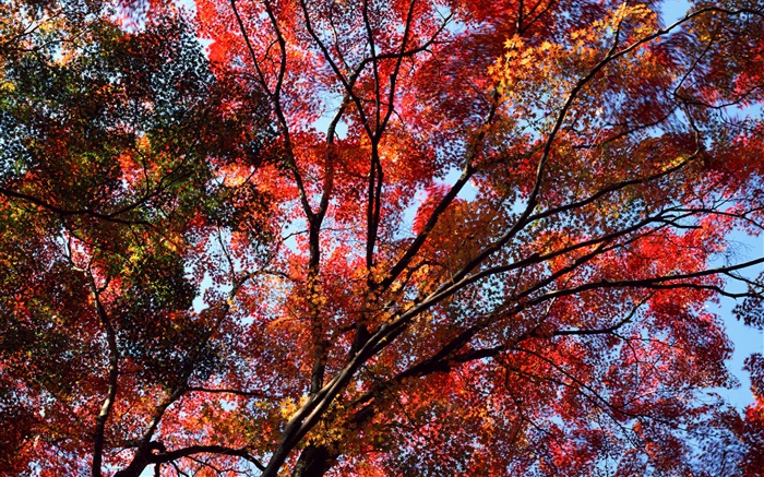 空、赤い葉、メープル、秋を参照するには、ツリーの下で 壁紙 ピクチャー