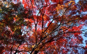 空、赤い葉、メープル、秋を参照するには、ツリーの下で HDの壁紙
