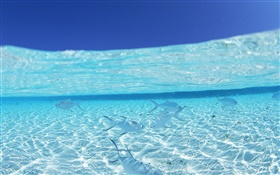 水中、海、熱帯魚、モルディブ HDの壁紙