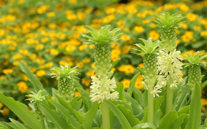 未知の花クローズアップ 壁紙 ピクチャー