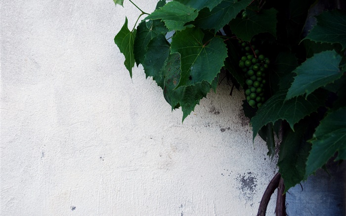 未熟緑のブドウ、緑の葉 壁紙 ピクチャー