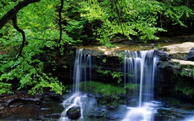 滝、小川、木、小枝、緑の葉 HDの壁紙
