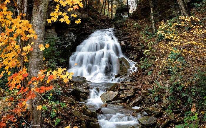 滝、小川、木、黄色の葉、秋 壁紙 ピクチャー