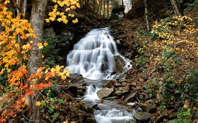滝、小川、木、黄色の葉、秋