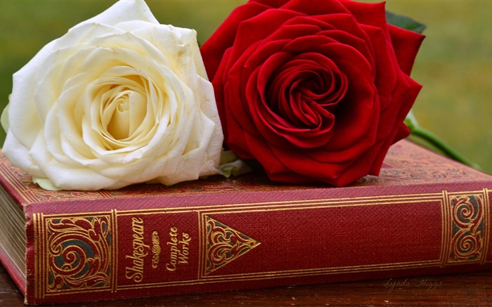 白と赤の花バラ、書籍 壁紙 ピクチャー