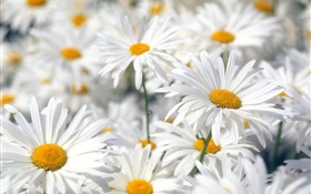 白いデイジーの花クローズアップ HDの壁紙