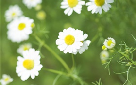 白いデイジーの花、野生の花