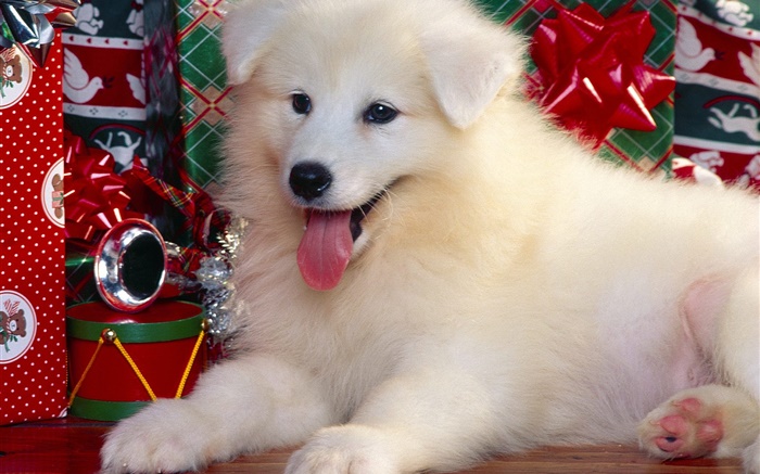 ホワイト犬、クリスマス 壁紙 ピクチャー