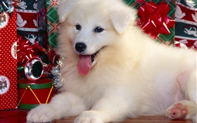 ホワイト犬、クリスマス HDの壁紙