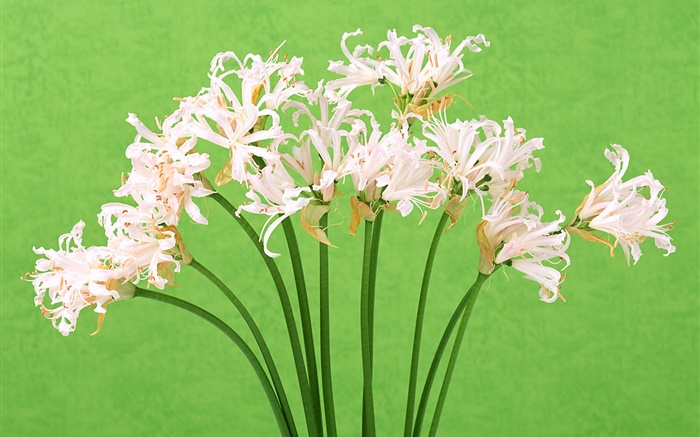白い花、花束、緑の背景 壁紙 ピクチャー