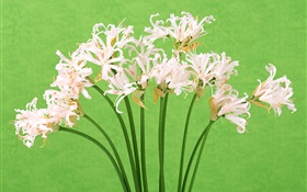 白い花、花束、緑の背景 HDの壁紙