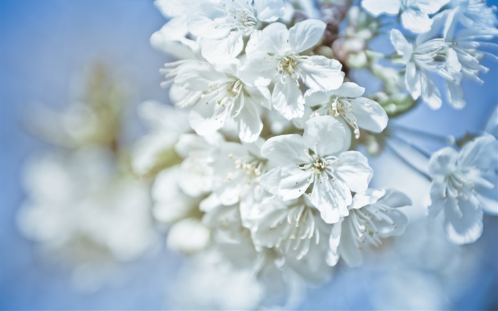 白い花、小枝、ボケ味 壁紙 ピクチャー