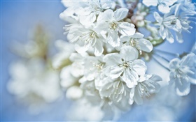 白い花、小枝、ボケ味