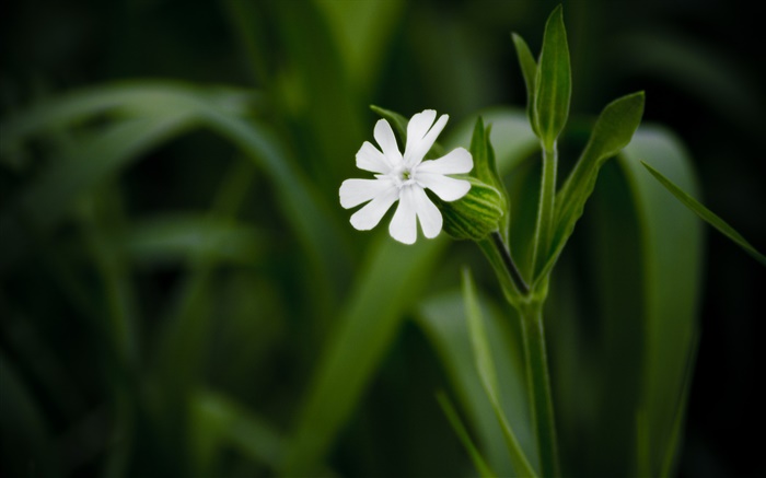 ホワイト小さな花クローズアップ、緑の背景 壁紙 ピクチャー