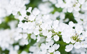 白い小さな花、ボケ味、春