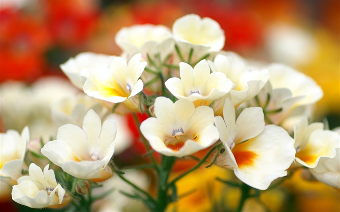 白い花びらの花、ボケ味 壁紙 ピクチャー