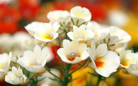 白い花びらの花、ボケ味 HDの壁紙