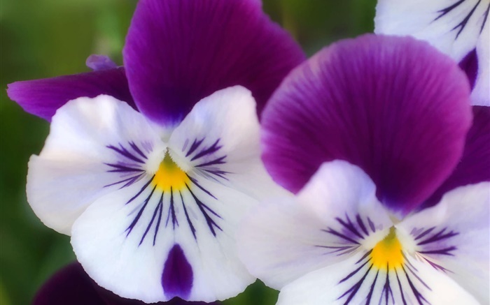 白紫の花びら、蝶蘭クローズアップ 壁紙 ピクチャー
