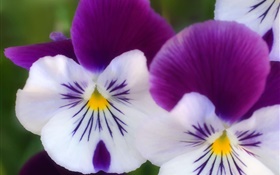 白紫の花びら、蝶蘭クローズアップ HDの壁紙
