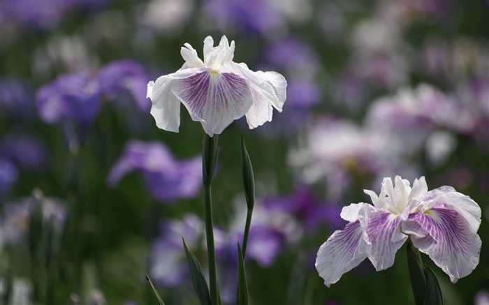 白紫色の花びらの花、ボケ味 壁紙 ピクチャー