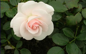 白い花をバラ