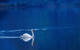 湖の白鳥 HDの壁紙