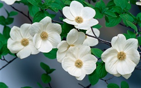 ホワイト野生の花クローズアップ HDの壁紙