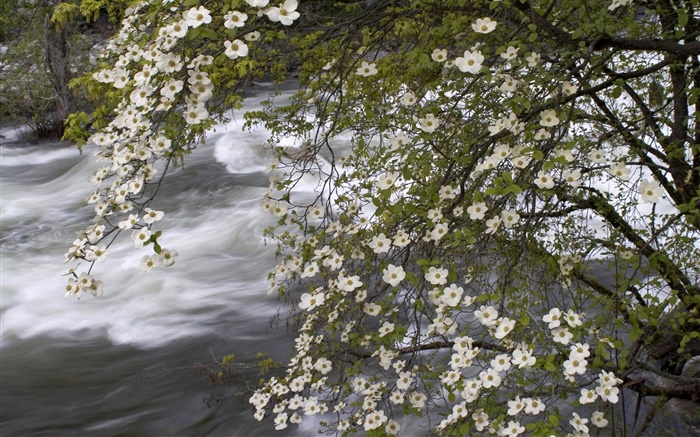 ホワイト野生の花、河川、自然の風景 壁紙 ピクチャー