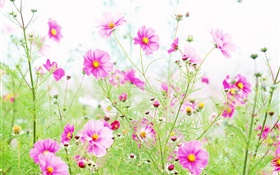 野の花、ピンクのkosmeyaの花 HDの壁紙
