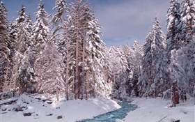 冬、森、木、厚い雪、川 HDの壁紙