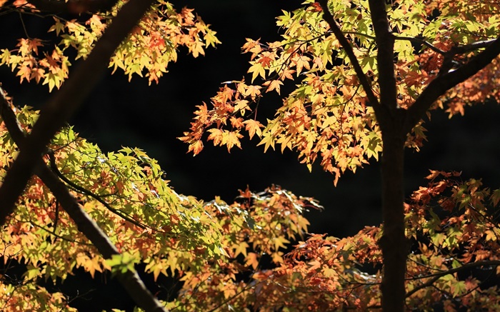 黄色と緑の葉、カエデの木、日光、秋 壁紙 ピクチャー