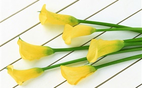 黄色のオランダカイウ花 HDの壁紙