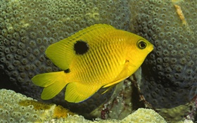 黄色のピエロの魚