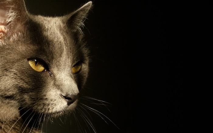 黄色の目猫の顔、黒の背景 壁紙 ピクチャー