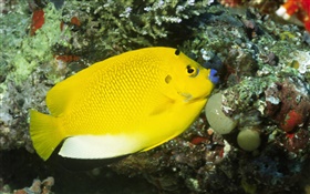 黄色の魚