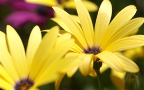 黄色の花はマクロ撮影を花びら