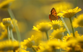 黄色の花、蝶、ぼかし背景 HDの壁紙