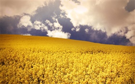 黄色の花、フィールド、雲