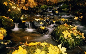 黄色の葉、石、小川